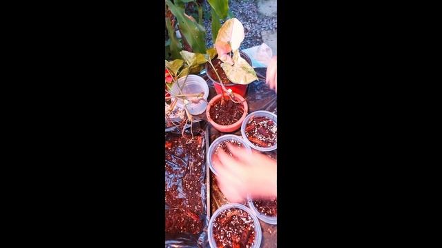 Syngonium Strawberry Ice Propagation смотреть онлайн