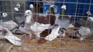 БОЛЬШАЯ СБОРНАЯ ЯРМАРКА ГОЛУБЕЙ.31.10.20#ярмаркаголубей#голуби#ярмарка
