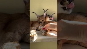 Милые котята Каракала