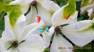 Клематис ботанический Альба (clematis alba) ? Альба обзор: как сажать, саженцы клематиса Альба