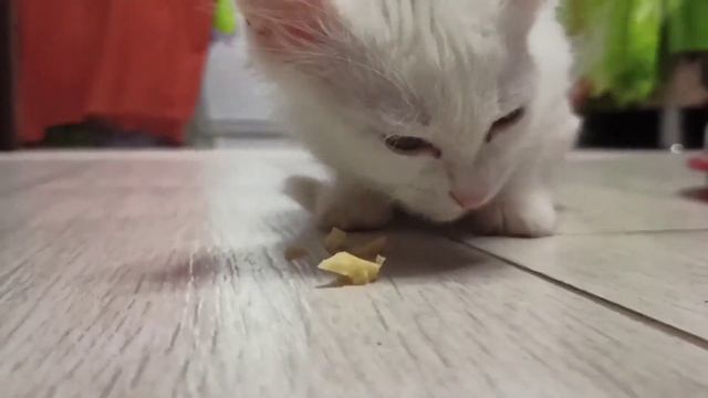 ?Сыр полезен для ?котят!Прикорм котёнку. смотреть онлайн