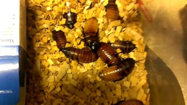 26 мадагаскарских тараканов смотреть онлайн