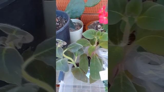 Покупки с выставки цветов в Краснодаре смотреть онлайн