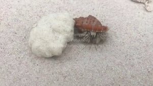 Сейшелы. Seychelles. 塞舌尔。 124