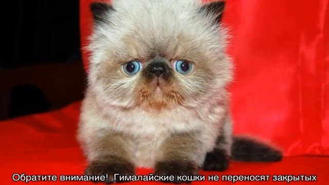 Гималайская кошка — характер котов и котят смотреть онлайн