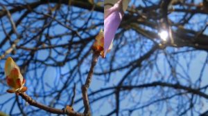 СНЕГ СКОРО РАСТАЕТ_ А.ВОРОБЕЙ и РОК-ОСТРОВА