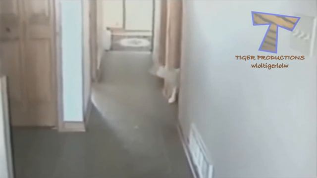 Самые Смешные Видео За Все Время | Смешные животные позитив на целый день | Приколы Дикие