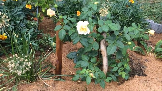 Котятки и Роза Голден Зест /Golden Zest` 2020/Первое цветение после посадки/Хуторок у Реки смотреть онлайн