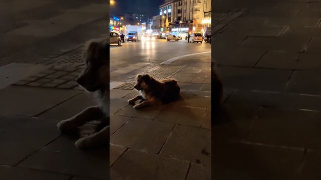 Turkey street dogs in Istanbul are beautiful! Турецкие собаки прекрасны! #shorts #turkey #cat