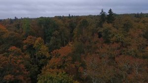 Широколиственный теневой лес. Лето против Осени /Broadleaf forest Summer vs. Autumn