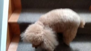 Up the stairs backwards Смешной пудель Funny Poodle