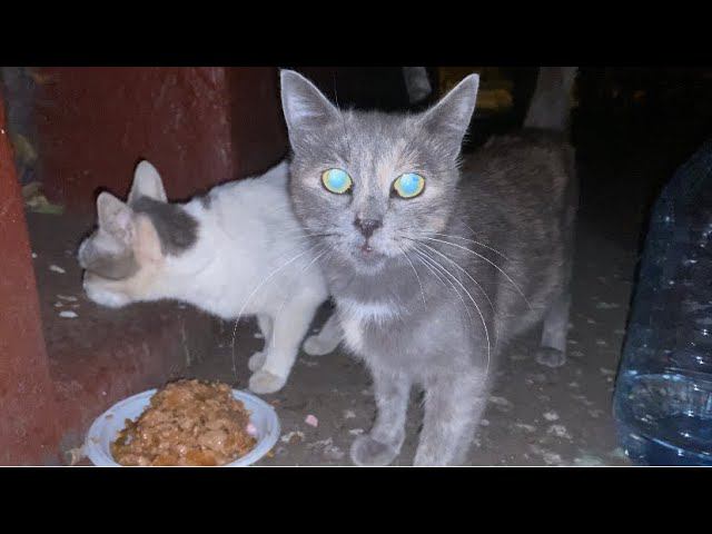 Рейд к котикам. Прямой эфир в записи