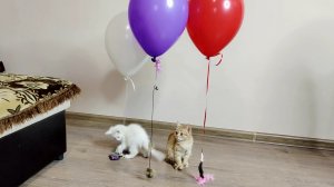 Смешные котята Мия и Лиза часть 12 Гелиевые шарики с игрушками. Эпизод 4
