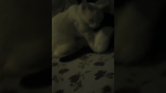 Кошка ухаживает за котом