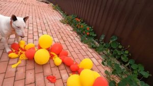 бультерьер и шарики