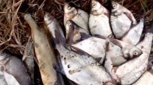 Рыбачил в Палкино