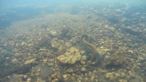 Минога в Воронежской области / Речная минога / Семидырка