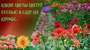 Какие цветы цветут осенью в саду на клумбе.