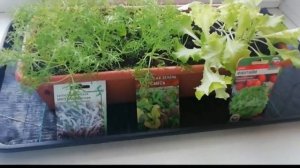 Салат на окне. Мизуна. Фантайм.