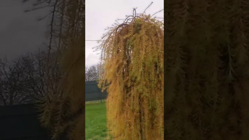 Лиственница японская Стифф Випер(Larix kaempferi Stiff Weeper)Золото Осени2023