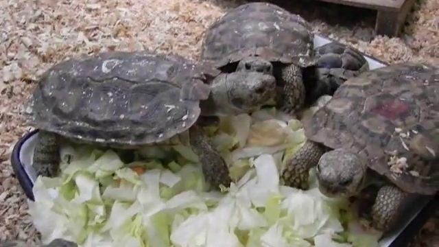 Эластичные и греческие черепахи едят смотреть онлайн