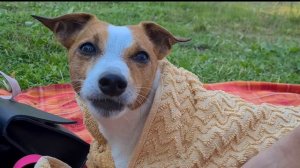 DOG VLOG | Оказались На Границе Со Словакией | Поехали с Собакой На Горное Озеро в Польские Карпаты