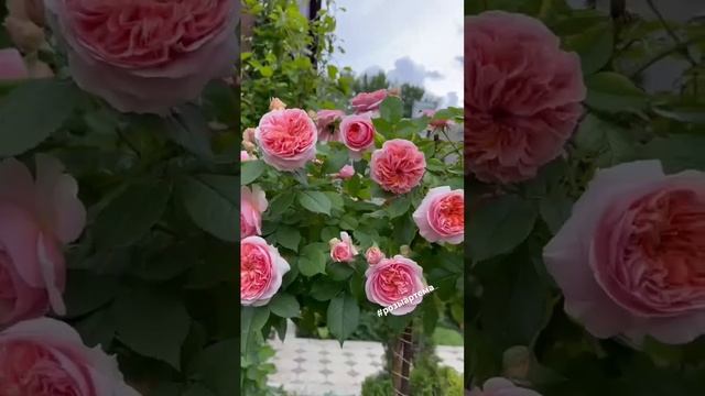 Штамбовая Роза Боскобель #розыартема #саженцыроз #штамбовыерозы #garden