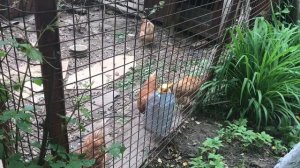 Куры на даче ( выгода и польза )