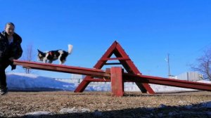 25.03.20 коррекция качелей + горка // бивер йоркширский терьер аджилити