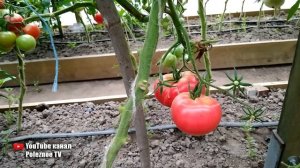 СОРТ ПОМИДОР КОРНЕЕВСКИЙ УРОЖАЙ СОБИРАЮ ЯЩИКАМИ