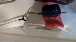 Мальки скалярий. Выращиваем без заморочек