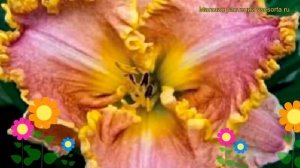 Лилейник гибридный Дарла Анита. Краткий обзор, описание характеристик hemerocallis Darla Anita