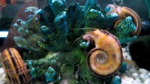 североамериканская улитка мариза .