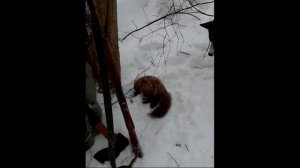 в поход за куницей в московской области