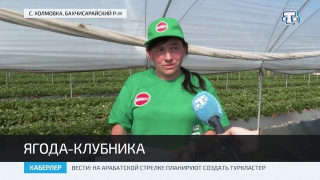 Крымские аграрии собрали 2 тонны клубники в закрытом грунте