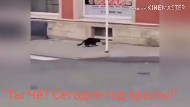 СМЕШНАЯ и МИЛАЯ подборка с ЖИВОТНЫМИ. смотреть онлайн