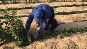 Маточник клоновых подвоев с применением органического субстрата