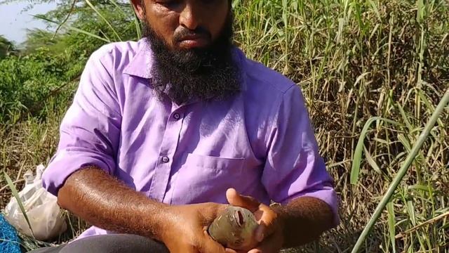 Big piranha Fish CatchingRohu Fish huntingRed bellied Fish CatchingRohu Fishingpiranha Fishing