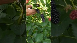 Обзор ежевики Натчез