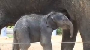 Маленький слоненок играет со слонихой мамой