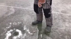 Ловля окуня зимой со льда на джиг-риг.