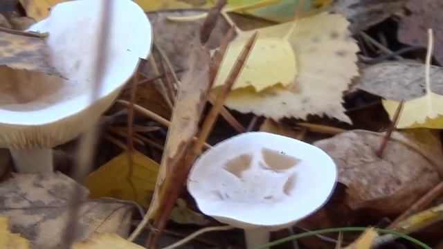 Говорушка беловатая(Clitocibe dealbata) и говорушка дымчатая( Clitocybe nebularis). смотреть онлайн