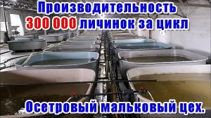 Осетровый мальковый цех. Производительность - 300 000 личинок за цикл