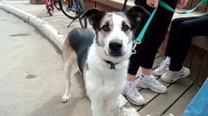 Как питомцы помогают своим хозяевам 24.05.22