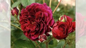 Tradescant Rose David Austin