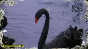 ЧЁРНЫЙ ЛЕБЕДЬ - Александр Кальянов