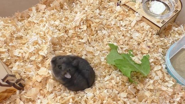 Хомячонок в кепочке / Как растут хомячата кэмпбелла / 3 день / Чем кормить хомячат / Alisa Easy Pet