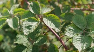 Ежевика, сорта ежевики Лох Тей и Натчез