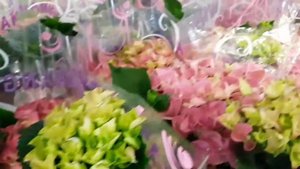 Гортензии, рододендрон, пеларгония (герань), фуксия