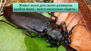 Дровосек титан Таинственный жук размером с ладонь Люди готовы отдать за него сотни долларов